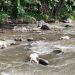 Puluhan Bangkai Hewan Ternak Dibuang di Sungai Serang