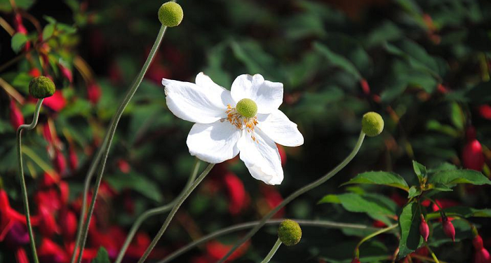 Bakti Rasulullah SAW kepada Ibundanya
