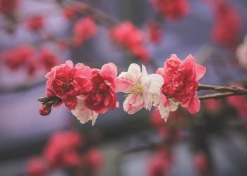 Kualitas Diri Suami Istri dalam Berkeluarga