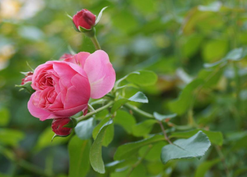 Keharmonisan Harus Diutamakan