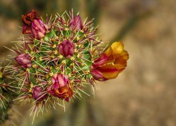 Istri yang Tidak Masuk Surga
