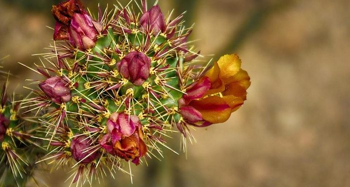 Istri yang Tidak Masuk Surga