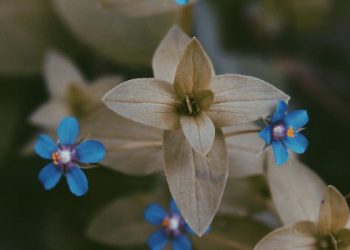 Keutamaan Bersikap Lemah Lembut