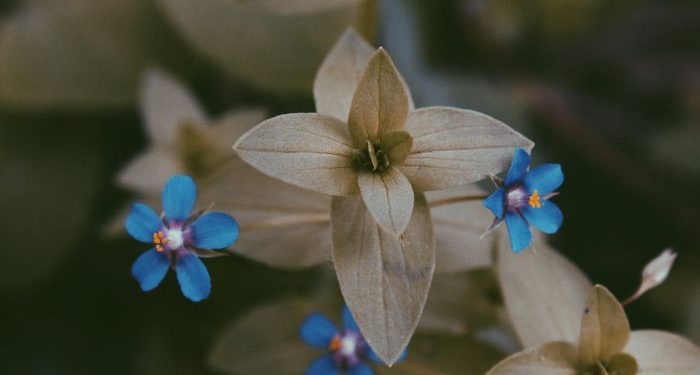 Keutamaan Bersikap Lemah Lembut