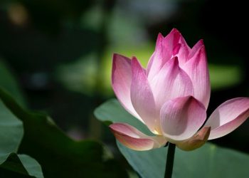 Tafsir Surat Al-Ikhlas Ayat 1 dan 2, Allah Tempat Bergantung Segala Sesuatu