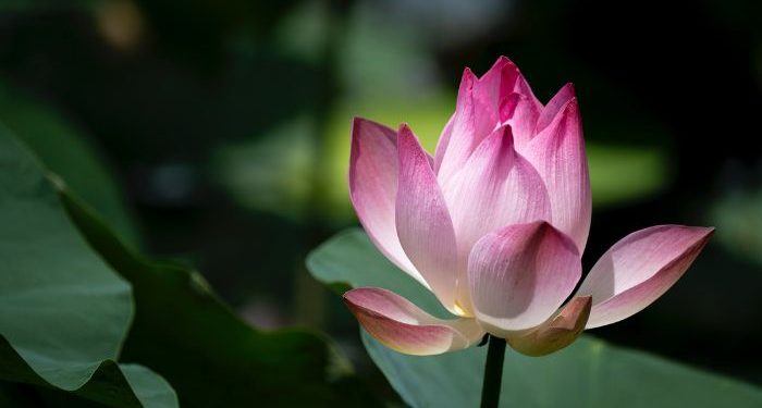 Tafsir Surat Al-Ikhlas Ayat 1 dan 2, Allah Tempat Bergantung Segala Sesuatu