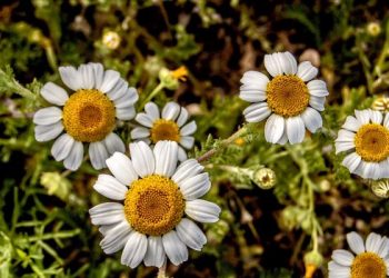 Di antara Tanda Ikhlas dalam Menuntut Ilmu