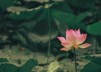 Kaidah Amar Ma’ruf Nahi Mungkar