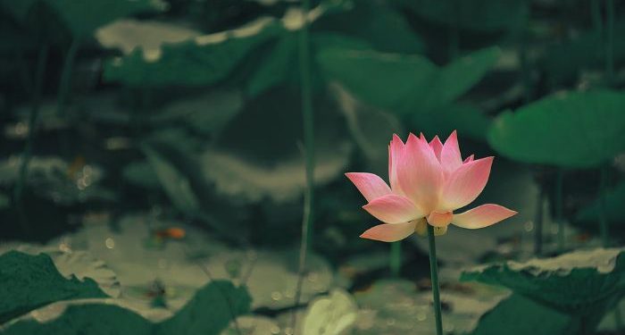 Kaidah Amar Ma’ruf Nahi Mungkar