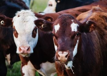 Pakar UGM Berikan Tips Pilih Hewan Kurban di tengah Wabah PMK