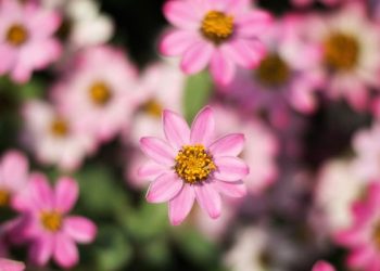 Kehebatan Bala Tentara Sulaiman Memindahkan Singgasana Balqis dalam Sekejap Mata