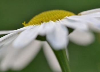 Di antara Bentuk Taubat Pelaku Gibah