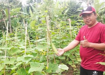 Petani Binaan LAZ Al Azhar Petik Hasil yang Melimpah