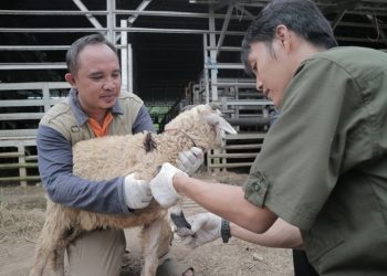 Harga Terkini Hewan Kurban Jelang Idul Adha 2022