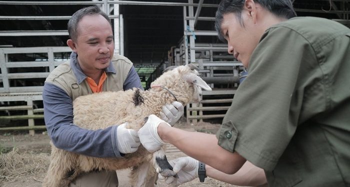 Harga Terkini Hewan Kurban Jelang Idul Adha 2022