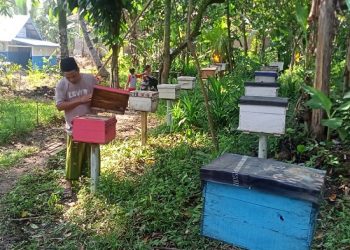 Desa Ciomas Budidaya Lebah Madu