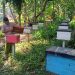 Desa Ciomas Budidaya Lebah Madu