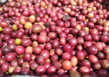 Hasil Panen Kopi Desa Laharpang Melimpah