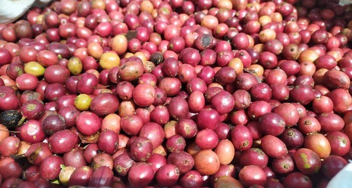 Hasil Panen Kopi Desa Laharpang Melimpah