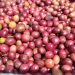 Hasil Panen Kopi Desa Laharpang Melimpah