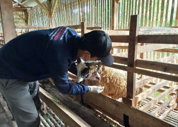 Peternak Binaan LAZ Al Azhar Lakukan Pengecekan Kesehatan Hewan Kurban