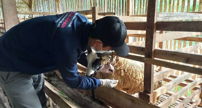Peternak Binaan LAZ Al Azhar Lakukan Pengecekan Kesehatan Hewan Kurban