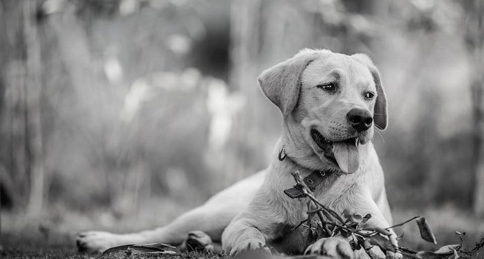 Anjing Menyingkap Pembunuh Majikannya