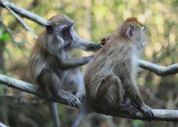 Cinta Monyet dan Monyet yang Jatuh Cinta