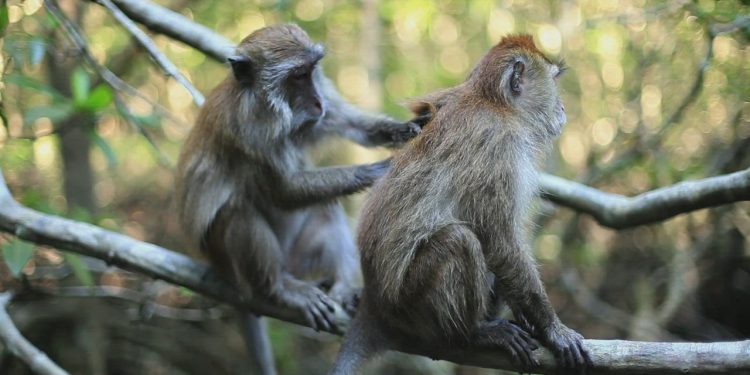 Cinta Monyet dan Monyet yang Jatuh Cinta