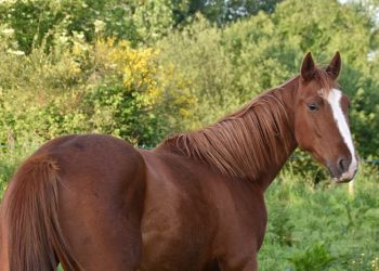 Suraqah bin Malik, dari Berniat Membunuh Rasul hingga Membantunya