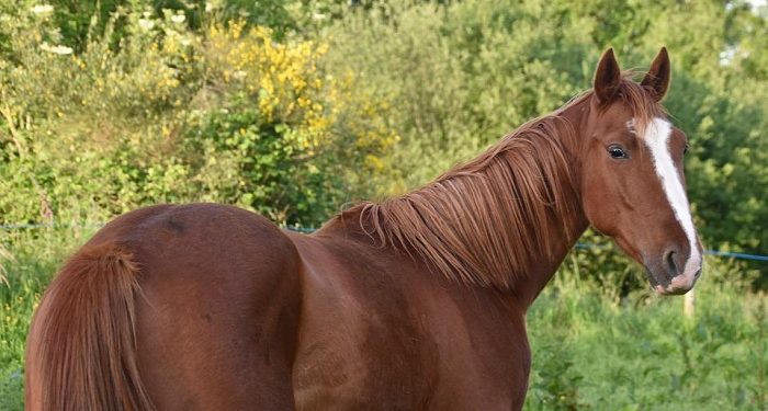 Suraqah bin Malik, dari Berniat Membunuh Rasul hingga Membantunya