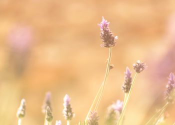 Doa agar husnul khatimah