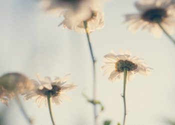 Wasiat Nabi Ibrahim dan Ya`qub kepada Anak-anaknya