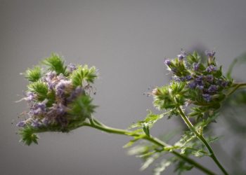 Doa mohon perlindungan dari orang zalim