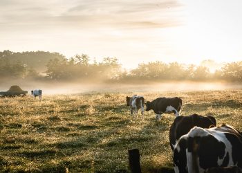Terungkapnya kematian karena sapi