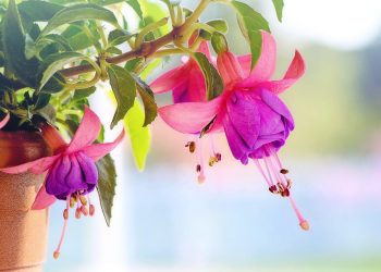 Ibn Hazm Menunggu Wanita Pujaannya selama 10 Tahun dan Masih Ditolak