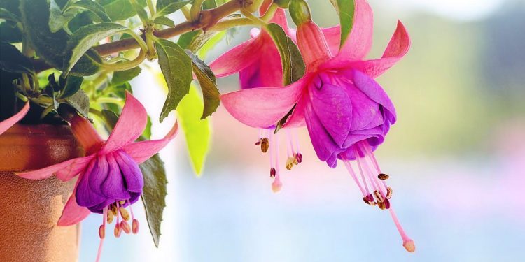 Ibn Hazm Menunggu Wanita Pujaannya selama 10 Tahun dan Masih Ditolak