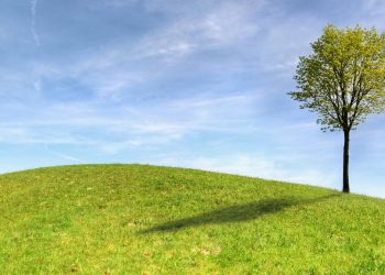 Keserasian Rumput dan Pohon