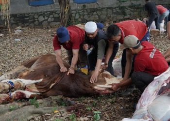 Aktivitas Pemotongan Hewan Kurban di Jakarta Islamic School