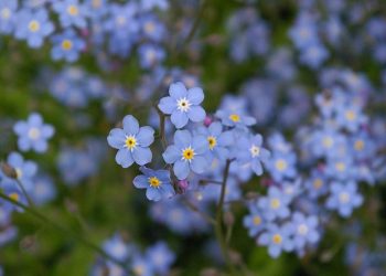 Membangun Kebersamaan dalam Keluarga