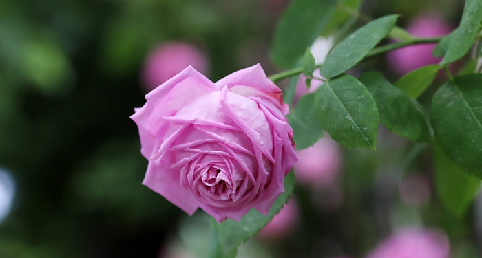 Mengenal Ciri-Ciri Fisik Rasulullah dari Para Shahabat