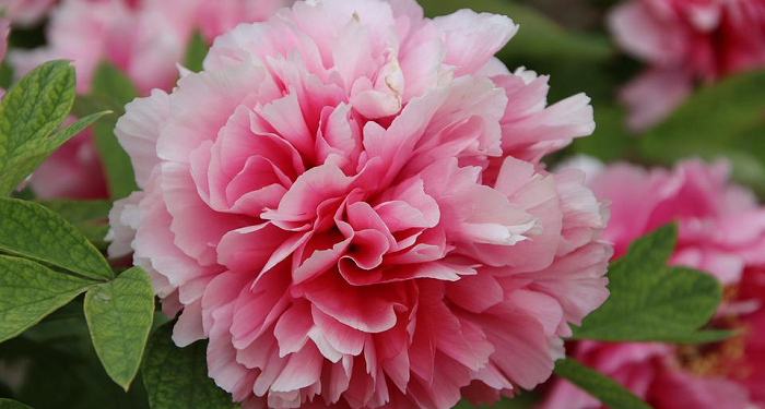 Jangan Membebani Istri Secara Berlebihan