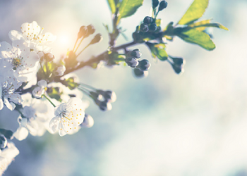 Kabsyah binti Ma'an, Wanita yang Mengakhiri Kebiasaan Jahiliyyah