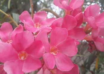 Menjadi Sahabat Terbaik Bagi Pasangan