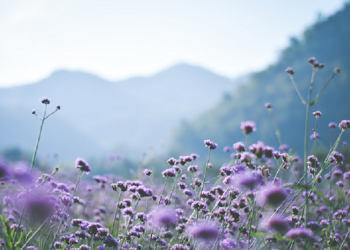 Iman dan Kesholihan Pribadi, Dua Kunci Pembentuk Keluarga Bahagia