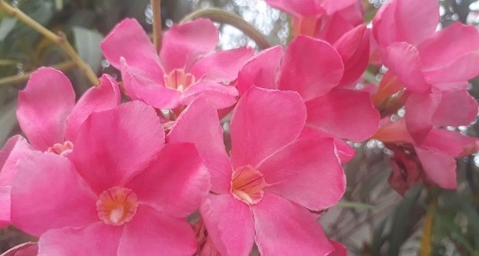 Menjadi Sahabat Terbaik Bagi Pasangan