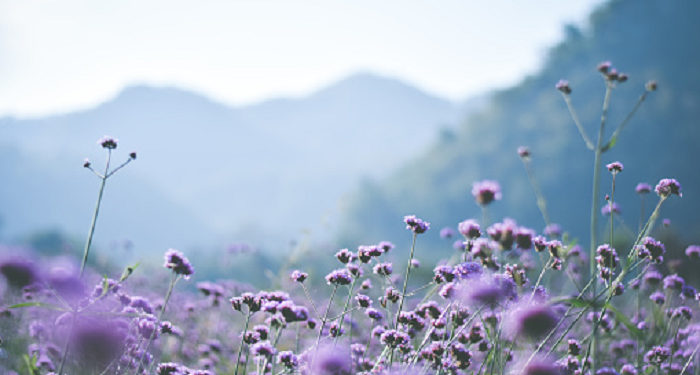 Iman dan Kesholihan Pribadi, Dua Kunci Pembentuk Keluarga Bahagia