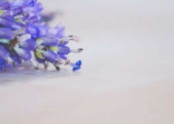 Tafsir Surat Al-Kafirun Ayat 2 dan 3