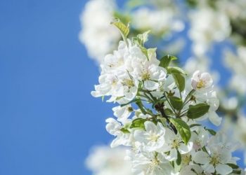 Tiga Hal Menyelamatkan dan Membinasakan