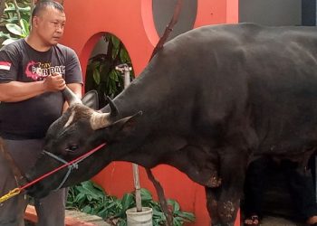 Hewan Kurban milik Mam Fifi